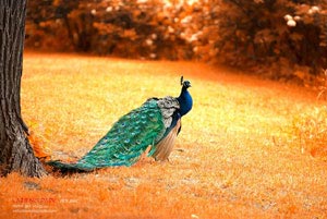 尼克斯挑战独行侠能否取得胜利