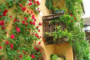 网友评论：球队表现如何，争议不断